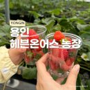 용인가볼만한곳 헤븐온어스 농장 두돌아기랑 딸기체험