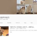 고양이집사 이미지