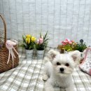 댕스피크닉 이미지