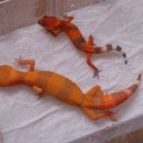 마초게코