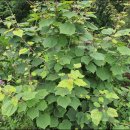 경화농장 이미지