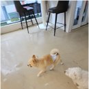 부티나개 이미지