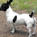 두테리어 이미지