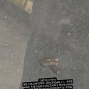아시발미친동네 알바 하면서 쓰레기 버리려고 나갓는데 벙냄새 나는 거임 (비위주의) 이미지