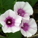 고구마(番薯: Ipomoea batatas)가 우리에게 알려주는 것들