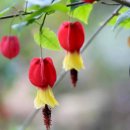 대한민국 건국에 숨겨진 두 여인의 공로 이미지