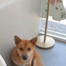 해피독쌤 이미지