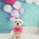 그루밍조이 이미지