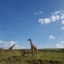 세렝게티 이미지