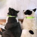경기공업사