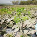 유명농장 이미지