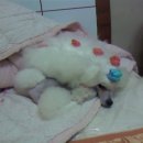 베니패션