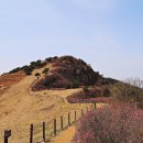 화왕산성 Daum카페