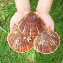 돈먹은 가리비 이미지