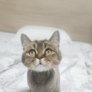 고양이이발관(부천신중동점) 이미지