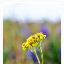 애기똥풀 이미지