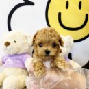 베베독 강아지분양 대구본점 이미지