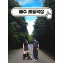 순천만자연드림목장 | 제주 제동목장 입구 가기전 알아야 할 주차, 포토스팟, 꿀팁 3가지.