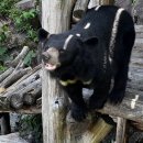 의신 베어빌리지 이미지