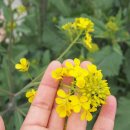 주사랑1호 태양광발전소 | 여수 하화도 꽃섬다리 트래킹_꽃섬의 봄을 걷다