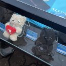 11500-7-55-06 | (실시간 업데이트 중) 박효신 콘서트 A+E | MD 현장 웨이팅 방법, 실물 사진 후기, 굿즈 정보