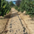 포포농장 이미지