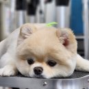 보람애견미용 이미지