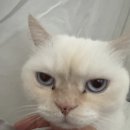 노원 바른 동물의료센터 이미지