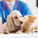 24시김승현외과동물메디컬센터 이미지