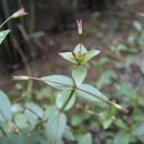 야생화답사 이미지