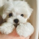 옆집강아지 이미지