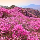 전국 진분홍빛 진달래 축제 이미지