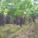 자연농장 이미지