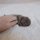 아지&냥이 이미지
