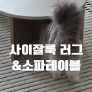 지앤디저트카페 | 하이랜드 루프 사이잘룩 러그, 라피오 쇼파테이블 | 오늘의집 할인 내돈내산 후기 (고양이 러그 추천)