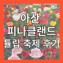 튜울립 | 아산 가볼만한 곳 피나클랜드 수목원 튤립 수선화 축제 후기
