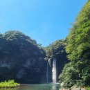 제주 천지연 담팔수 자생지 | 폭염에 제주 천지연 폭포