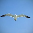 갈매기꿈 이미지