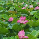 합덕연지마을 | 당진 합덕제 수변공원 연꽃보며 산책