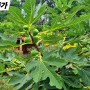 하와이꽃집 Daum카페