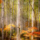 자작나무 - 용인시 수지구 수지로 37 | 자작나무