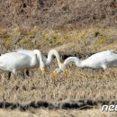 낙곡
