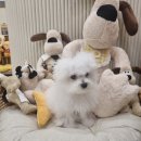 제니스동물병원 | 수성구 애견미용실 멍멍블리 알바생 비숑 &#39;딸기&#39;를 소개합니다 !
