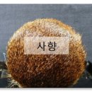 동인당한약방 티스토리