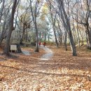 나리 신령수 이미지