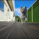 우두리 포펫 애견펜션 이미지