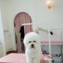 퍼피움 이미지