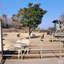 제주목장 - 고성군 동외로 155 | 제주 도치돌목장 후기, 아이와 제주여행 필수 코스! 알파카 먹이주기 체험까지