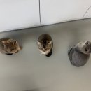 교연로1 이미지