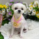 뉴데이 반려견 미용실 이미지